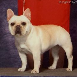 French Bulldogs from Gailwin