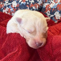 Etta Place - White female Pomsky puppy in Blue Earth, Minnesota from Blue Sky Pomsky