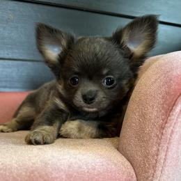 Chihuahua Puppies from So Sweet Chihuahuas