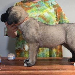 Mastiff Puppies from Showstoppers Mastiffs