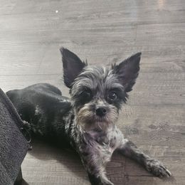 Echo - Yorkshire Terrier