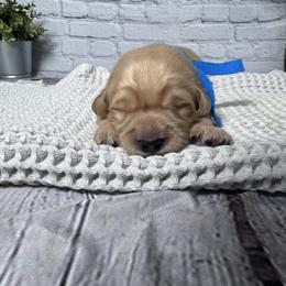 Scotty - Golden male Golden Retriever puppy in Piedmont, South Carolina from The Farm at Saluda Ridge