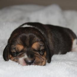 Morie - Black tan and white female Beagle puppy in Morrill, Kansas from Kelle Beagles