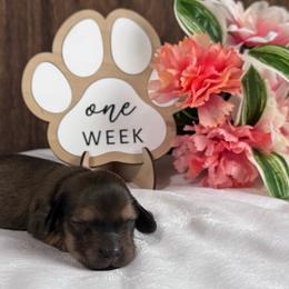 Gloria - Cream female Dachshund puppy in Dothan, Alabama from Little House Pups
