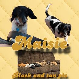 Maisie - Dachshund