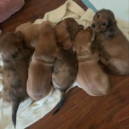 Dachshunds from Dolly's Doxies