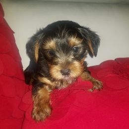 Yorkshire Terriers from Marielis Yorkies