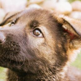 German Shepherds and Golden Retrievers from Sweet Breeze Acres