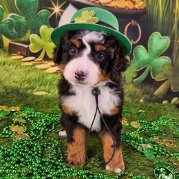 Guinness - Tri-color male Bernedoodle puppy in Mckinney, Texas from M2 Bernedoodles