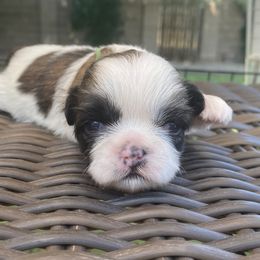 Shih Tzu Puppies from Willow Lane Shih Tzus
