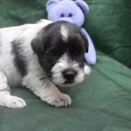 Tory - Salt and pepper female Miniature Schnauzer puppy in Lebanon, Missouri from Sassy's Classy Canines