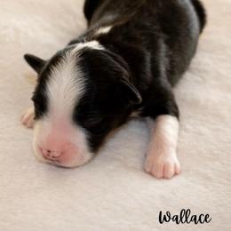 Wallace - Black tri male Miniature Australian Shepherd puppy in Blackfoot, Idaho from Bellewynd Acres