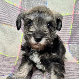 Charlie - Salt and pepper male Miniature Schnauzer puppy in Crestview, Florida from 850Schnauzers