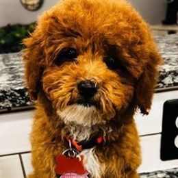 Assorted Doodle Crosses, Goldendoodles, and Poodles from The Puppy Acres