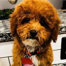 Assorted Doodle Crosses, Goldendoodles, and Poodles from The Puppy Acres