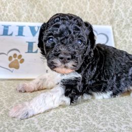 Licorice - Parti male Poodle puppy in Tawas City, Michigan from Great Lakes Poodles