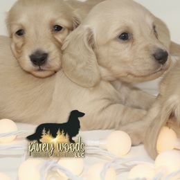 Dachshund Puppies from Piney Woods Miniature Dachshunds LLC