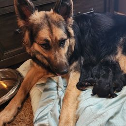 Edith - German Shepherd