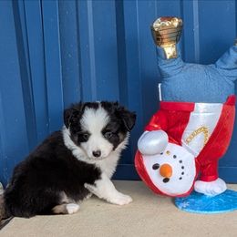 Cooper - Black tri male Miniature Australian Shepherd puppy in Lufkin, Texas from Texas Lil Cowdogs