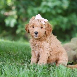 Girl 3 - female Goldendoodle puppy in Applecreek, Ohio from Pleasant Acre Farms