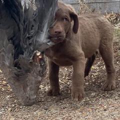 Chesapeake Bay Retriever Puppies from Troy Koster