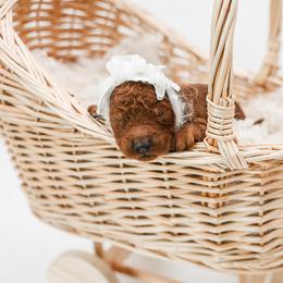 Red collar girl - Red  female Goldendoodle puppy in Spokane, Washington from Dream Doodles in Spokane WA