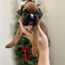 Mistletoe - Fawn female Boxer puppy in Upper Sandusky, Ohio from Rock Run Homestead