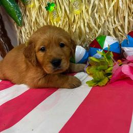 Key Largo - Golden male Golden Retriever puppy in Sandy, Oregon from Treasured K-9s