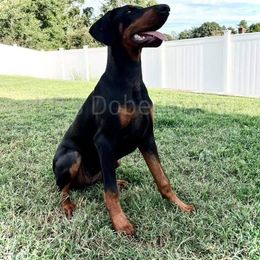 Doberman Pinscher Puppies from KB's Dobermans