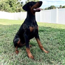 Doberman Pinscher Puppies from KB's Dobermans