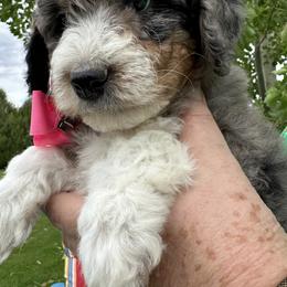 Pink collared female - Blue merle female Bernedoodle puppy in Cody, Wyoming from Yellowstone Breeders