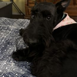 Clyde - Scottish Terrier