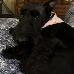 Clyde - Scottish Terrier