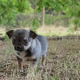 Lil Emma - Chocolate sabled fawn female Chihuahua puppy in Weatherford, Texas from Small and Mighty Chihuahuas