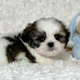 AKC Baxter - Brindle and white male Shih Tzu puppy in Greenville, South Carolina from Babyface Shih Tzu