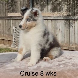 Cruise - White blue merle and tan male Shetland Sheepdog puppy in Abilene, Texas from Double Dare Shelties