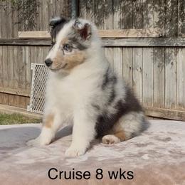 Cruise - White blue merle and tan male Shetland Sheepdog puppy in Abilene, Texas from Double Dare Shelties