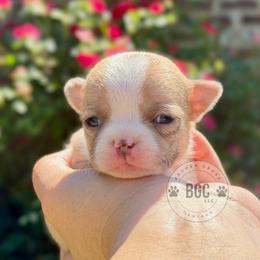 Poppy - Fawn female Chihuahua puppy in Forsyth, Georgia from Brooks Grove Canines LLC