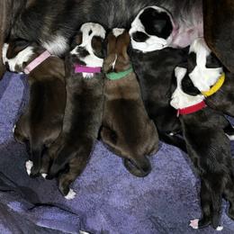 Boxer Puppies from Tischfelsen European Boxers