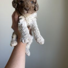 Goldendoodle and Golden Retriever Puppies from Goldie Locks Golden Retrievers & Doodles