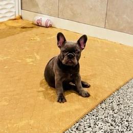 Atlas - Blue female French Bulldog puppy in Campbell Hall, New York from Charlie’s Frenchies