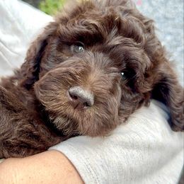 Nutmeg - Brown and white male Aussiedoodle puppy in Marion, North Carolina from Puddles' Puppies