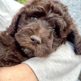 Nutmeg - Brown and white male Aussiedoodle puppy in Marion, North Carolina from Puddles' Puppies
