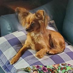 Feather - Russian Toy