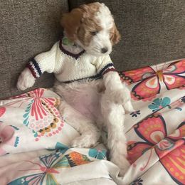 Goldendoodle Puppies from Honeybear Doodles
