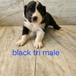 Ella orange - Black tri-color male Australian Shepherd puppy in Arbela, Missouri from County Line Aussies