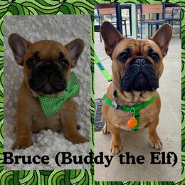 French Bulldog Puppies from GavFam Frenchies