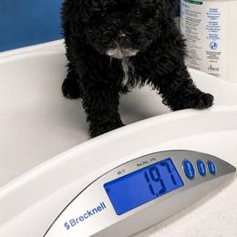 Benny - Black male Yorkipoo puppy in North Huntington, Pennsylvania from Charz Dollz