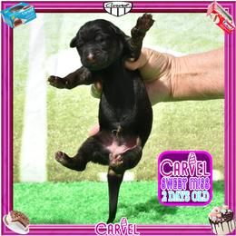 CARVEL promises to have it all - Black and red female German Shepherd puppy in Murrieta, California from Diamond Oaks German Shepherds