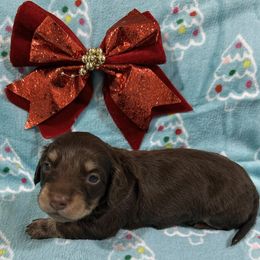 Louie - Chocolate and tan male Dachshund puppy in Little Rock, Arkansas from Divine Doxies